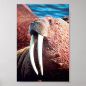 Walrus Poster (Voorkant)