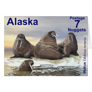 Walrus - Quatre frères