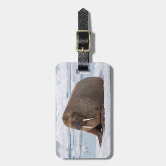 Walrus rust op ijs, Noorwegen Bagagelabel (Voorkant verticaal)