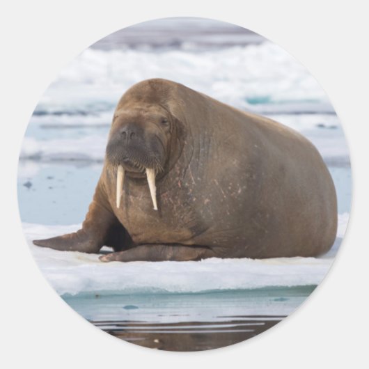 Walrus rust op ijs, Noorwegen Ronde Sticker (Voorkant)