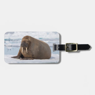 Walrus rustend op ijs, Noorwegen Bagagelabel