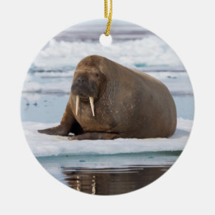 Walrus rustend op ijs, Noorwegen Keramisch Ornament