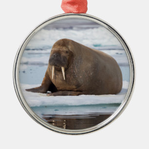 Walrus rustend op ijs, Noorwegen Metalen Ornament