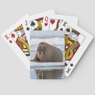 Walrus rustend op ijs, Noorwegen Speelkaarten