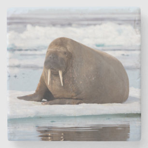 Walrus rustend op ijs, Noorwegen Stenen Onderzetter