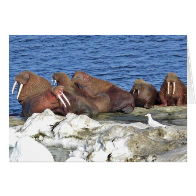 Walrus sur la glace de mer de Béring (Devant horizontal)
