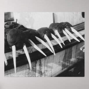 Walrus Tusks: 1931 Poster