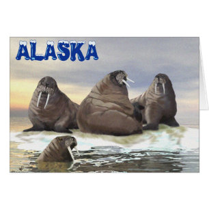 Walrus - Vier Broers