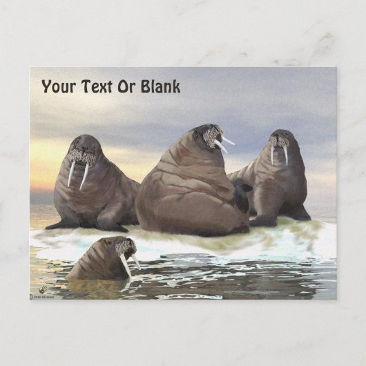 Walrus - Vier Broers Briefkaart (Voorkant)