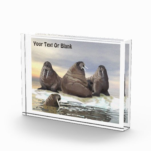 Walrus - Vier Broers Fotoblokken (Rechts)