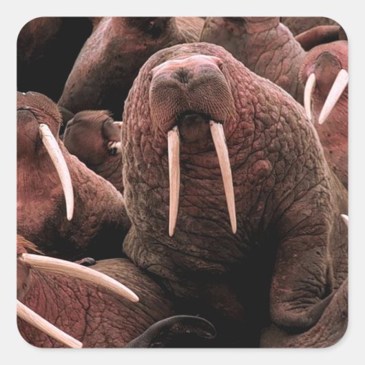 Walrus Vierkante Sticker (Voorkant)