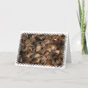 Walruses Wenskaart Kaart