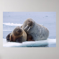 Walruskoe en kalf rusten op een ijsschots