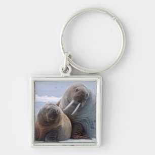 Walruskoe en kalf rusten op een ijsschots sleutelhanger