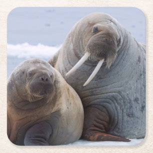 Walruskoe en kalf rusten op een ijsschots vierkante kartonnen onderzetter