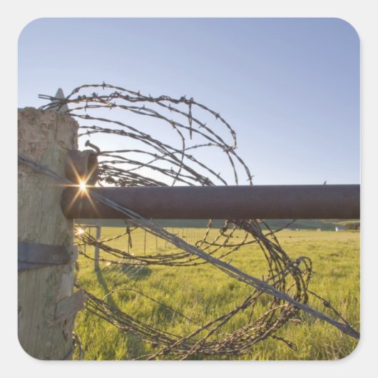 Walsdraad opgerold op fencerow nabij vierkante sticker (Voorkant)