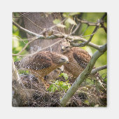 Walter, Aimant à l'épaule rouge (Devant)