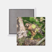 Walter the Red Shoulder Hawk Magnet Magneet (Voorkant / Achterkant)