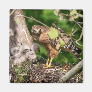 Walter the Red Shoulder Hawk Magnet Magneet