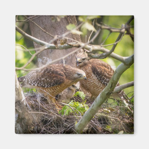 Walter the Red Shoulder Hawk Magnet Magneet