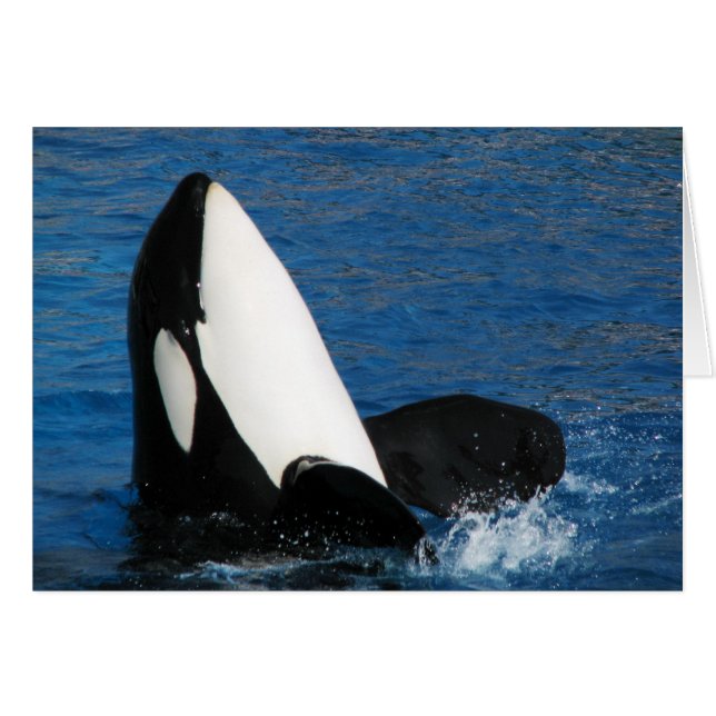 walvis (Voorkant Horizontaal)