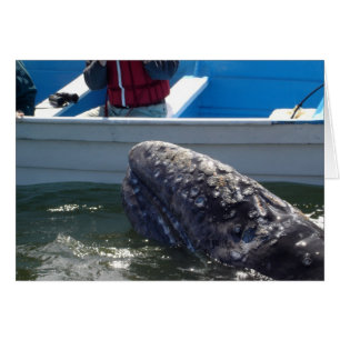 walvis