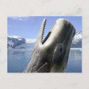 walvis briefkaart