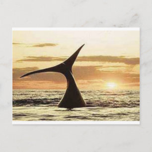 walvis briefkaart