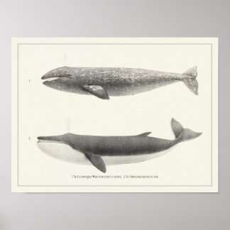 walvis — Californië grijze walvis en finback walv Poster