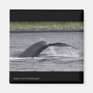 walvis magneet
