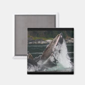 walvis magneet (Voorkant / Achterkant)