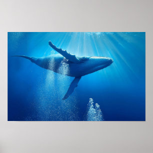 Walvis Oceaan Zee Natuur Blauw Water Diep Wilde Di Poster