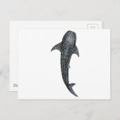Walvishaai Briefkaart (Voorkant / Achterkant)
