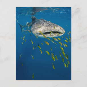 Walvishaai met vis, Indonesië Briefkaart