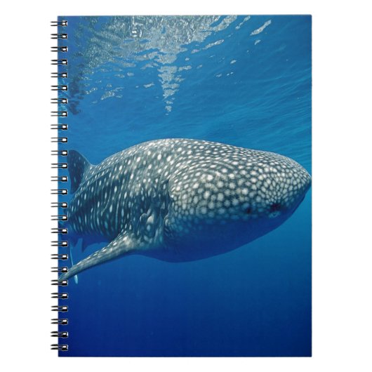 Walvishaai Notitieboek (Voorkant)