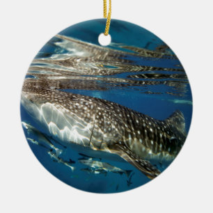 Walvishaai Oslob Filipijnen Keramisch Ornament