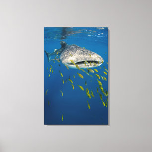 Walvishaak met vissen, Indonesië Canvas Afdruk