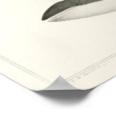  walvisillustratie poster (Hoek)