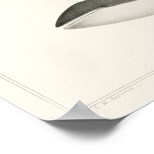  walvisillustratie poster (Hoek)