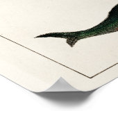  walvisillustratie poster (Hoek)