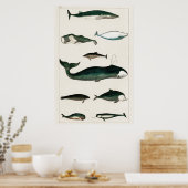  walvisillustratie poster (Keuken)