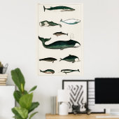  walvisillustratie poster (Thuiskantoor)