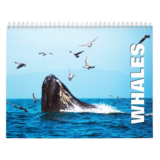 Walviskalender voor walvissen kalender (Hoes)