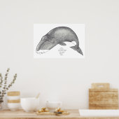 walvisliedjes poster (Keuken)