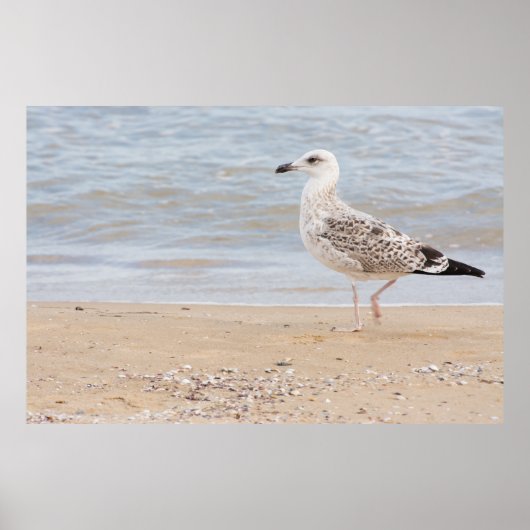 Walvismeeuw Poster (Voorkant)