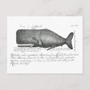 walvisontwerp briefkaart