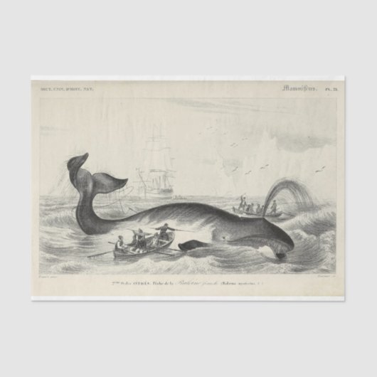  walvisschip Ephemera Decoupage Nautical Tissuepapier (Voorkant)