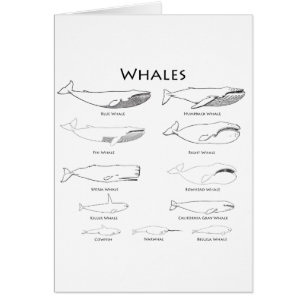 Walvissen (illustraties voor lijnkunst)