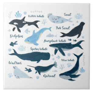 Walvissen & Marine Life Oceaan Grafisch ontwerp Tegeltje