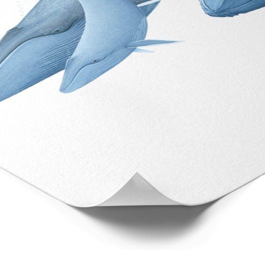 walvissen poster (Hoek)